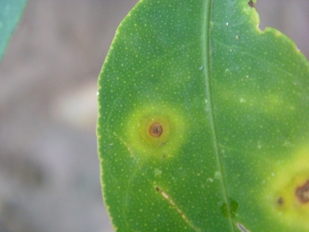 Citrus alternaria leaf spot